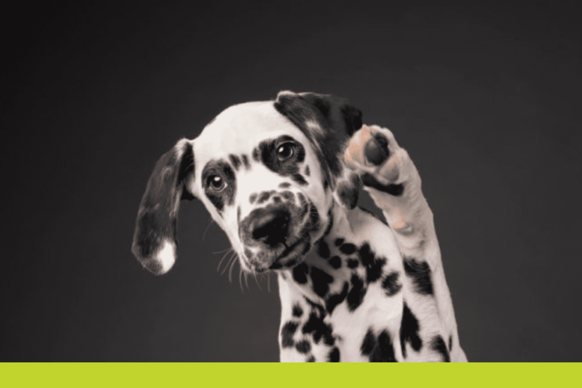 Dalmatian waving his paw