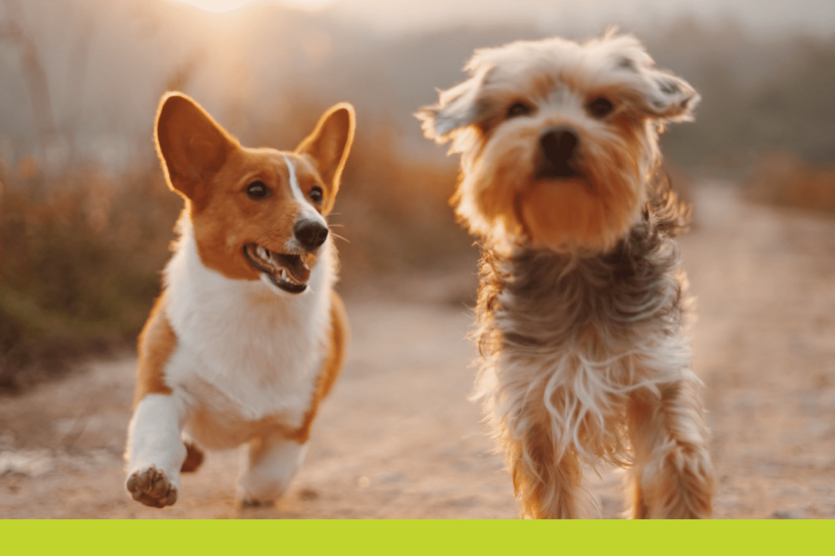 Dogs on a walk
