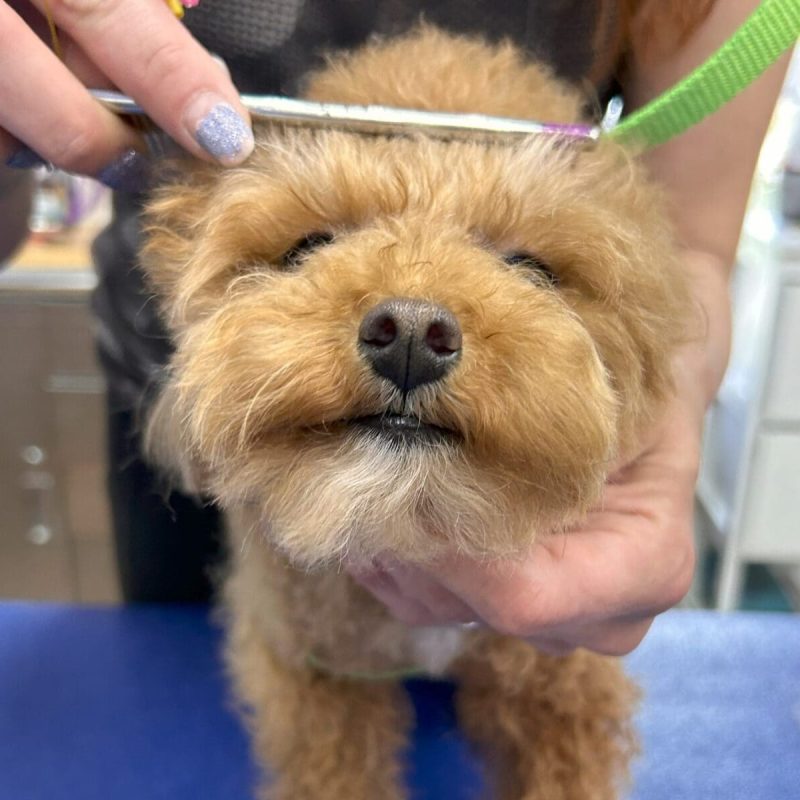 Dog groomer in Tampa bathing a dog at Paws n’ Rec