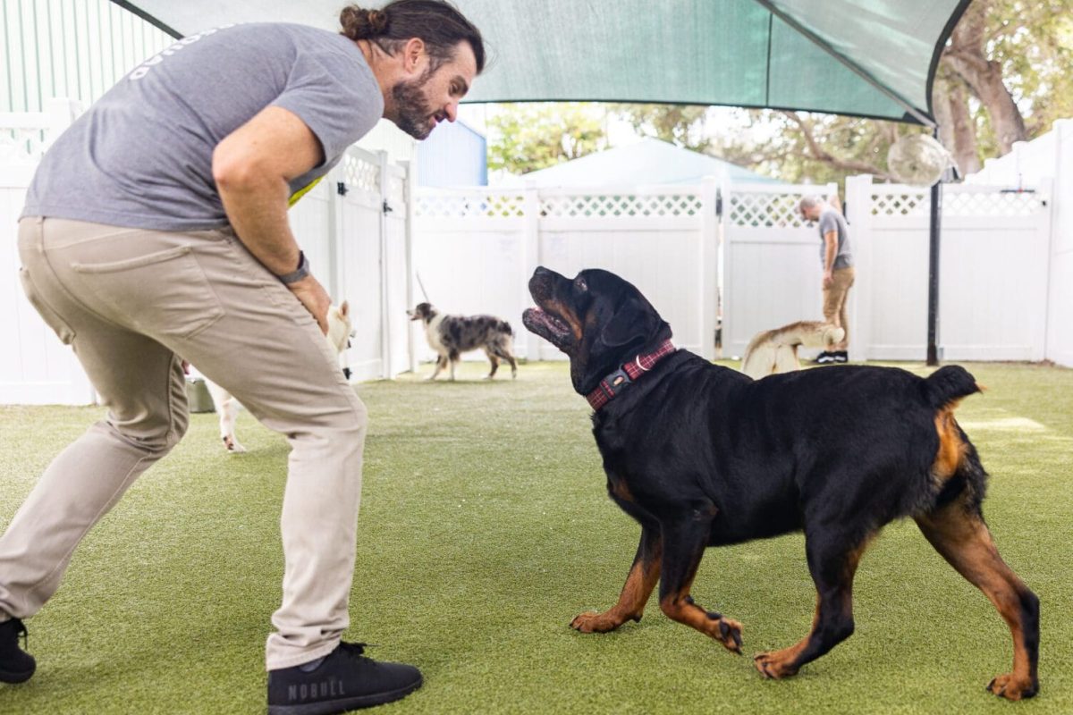 Paws n Rec Pearl Location Dog Daycare Facility