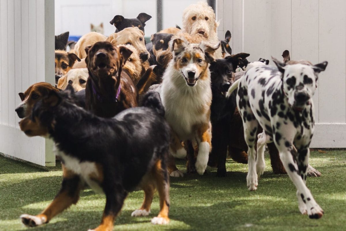 dog day care