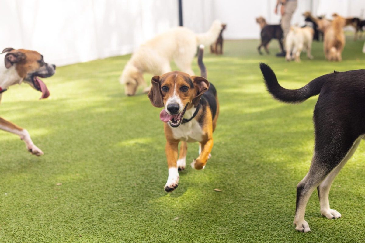 Dogs playing in a doggy daycare