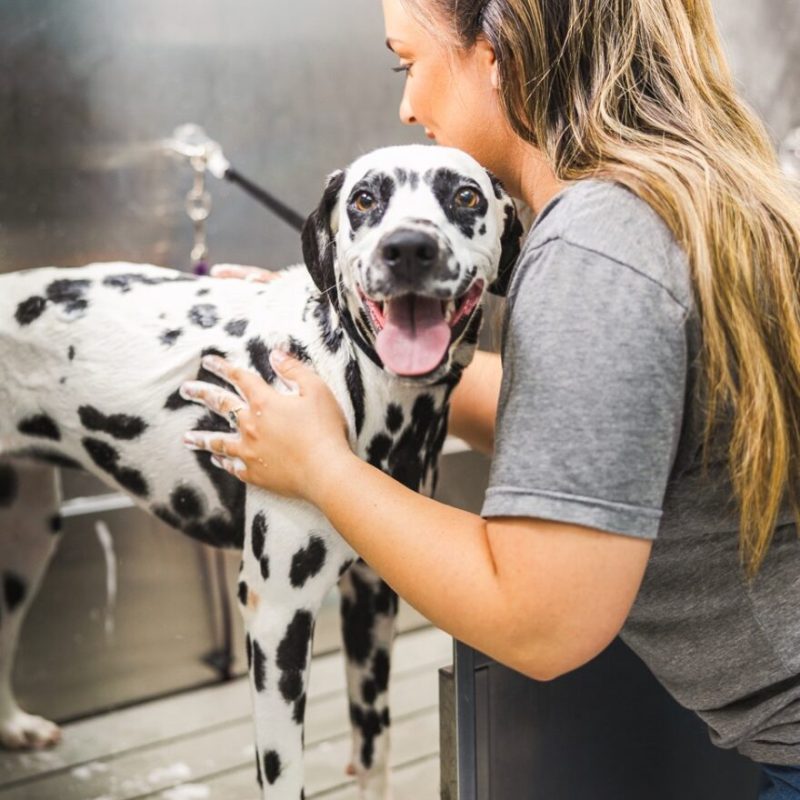 Professional dog grooming in Tampa FL at Paws n’ Rec